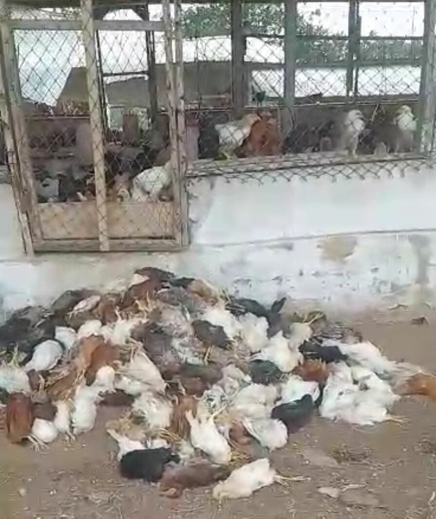 POulet.jpg